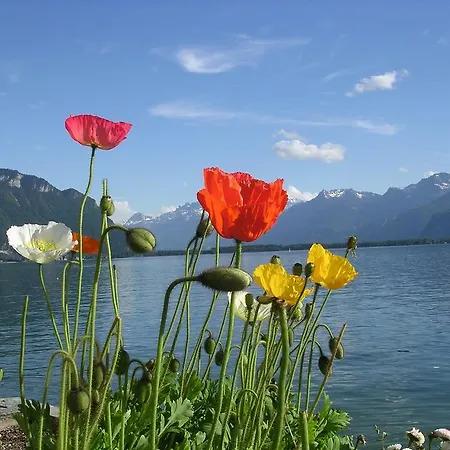Des Alpes - Sunset View - *